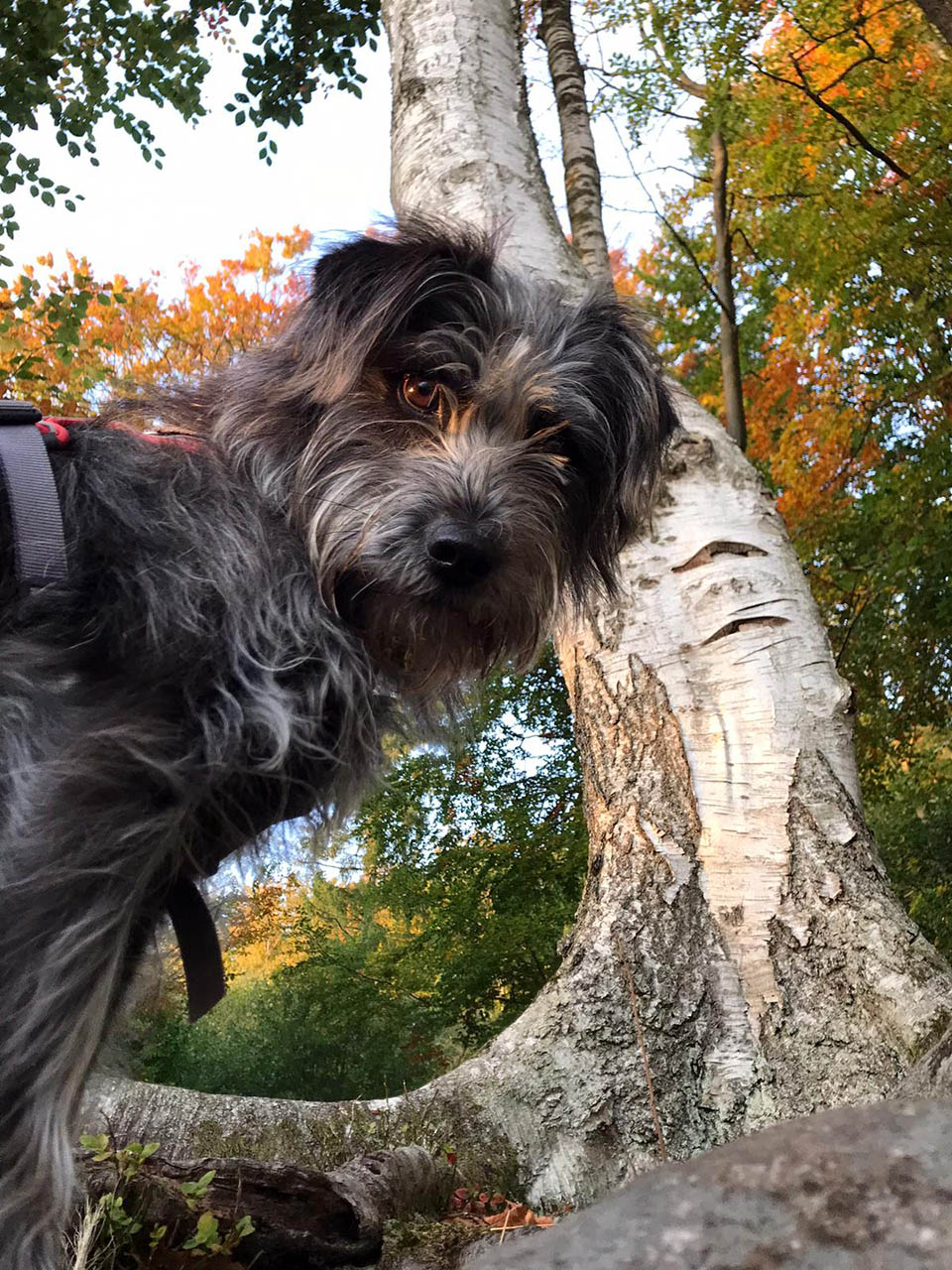 Mojito aus Rheda-Wiedenbrück